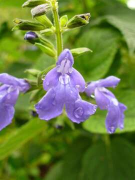 Image of Salvia urica Epling