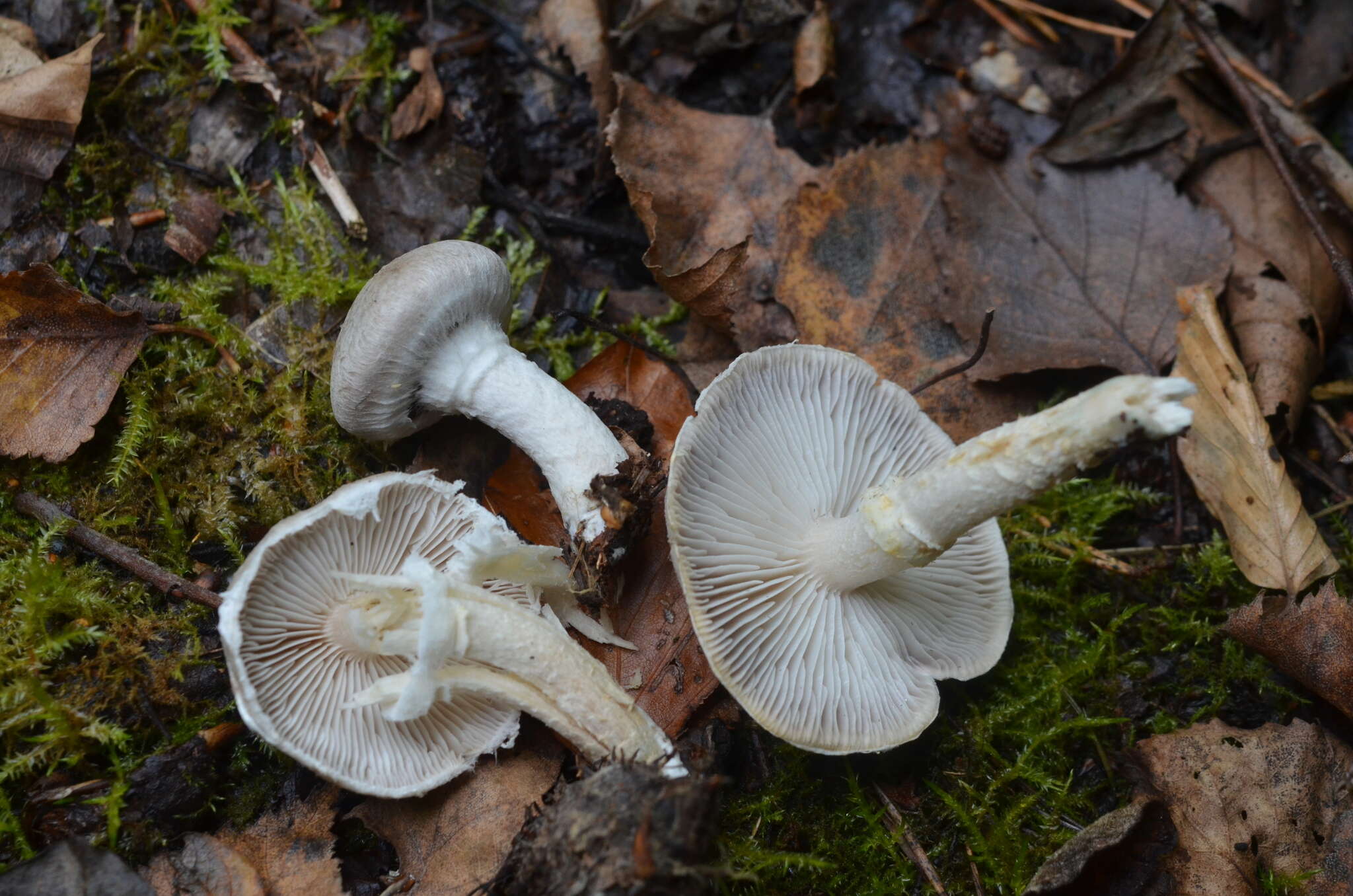 Image of Tricholoma cingulatum (Almfelt ex Fr.) Jacobasch 1892