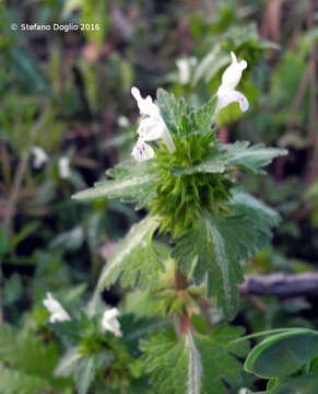 Image of Lamium bifidum Cirillo