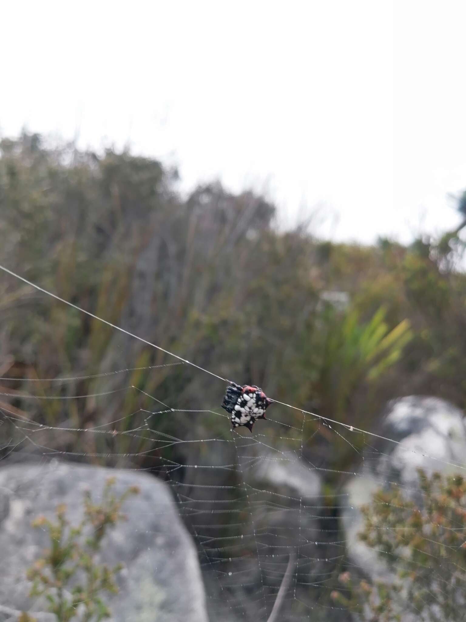 Image de Isoxya cicatricosa (C. L. Koch 1844)