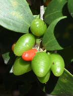 Image of Glossy sourberry