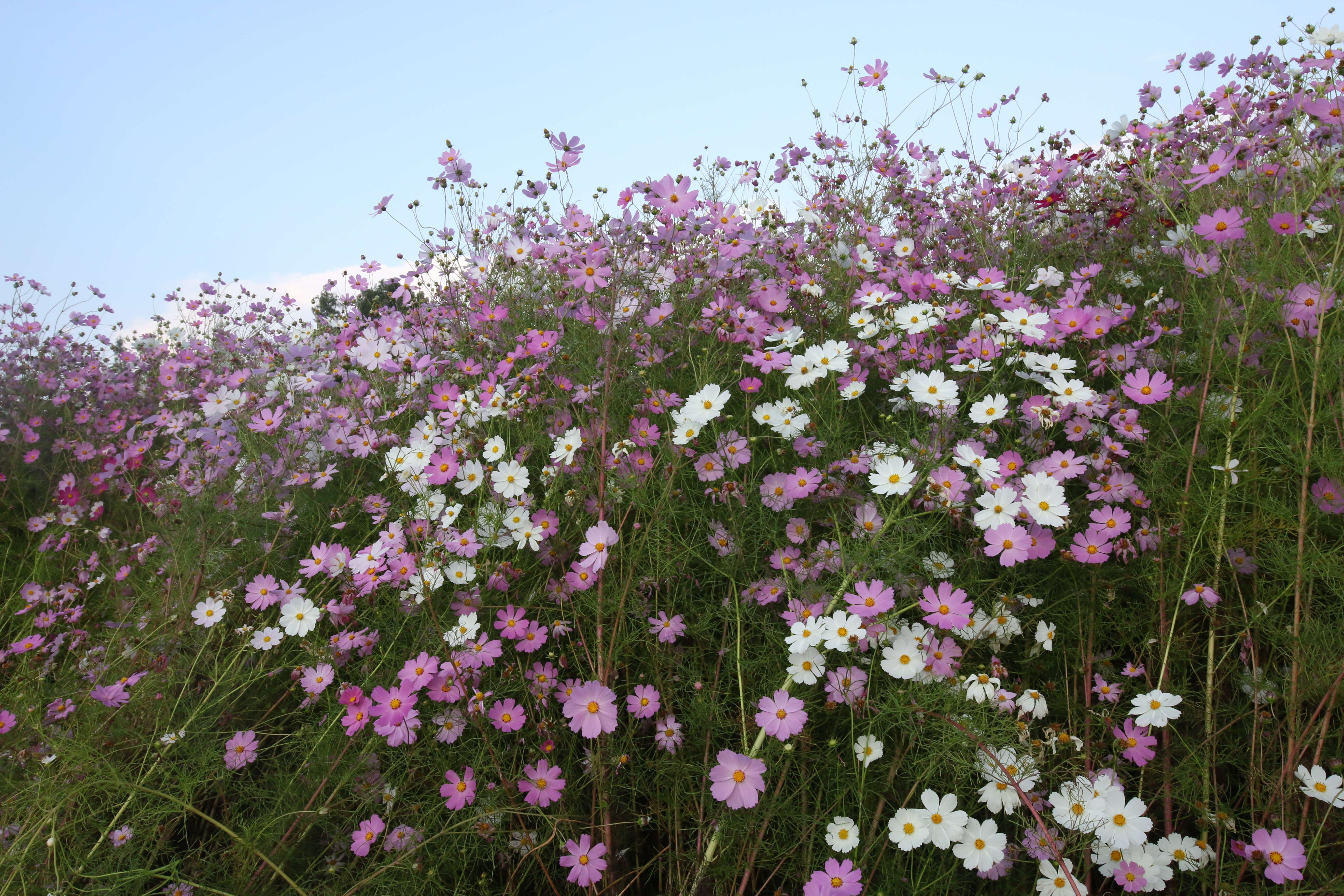 Image of garden cosmos