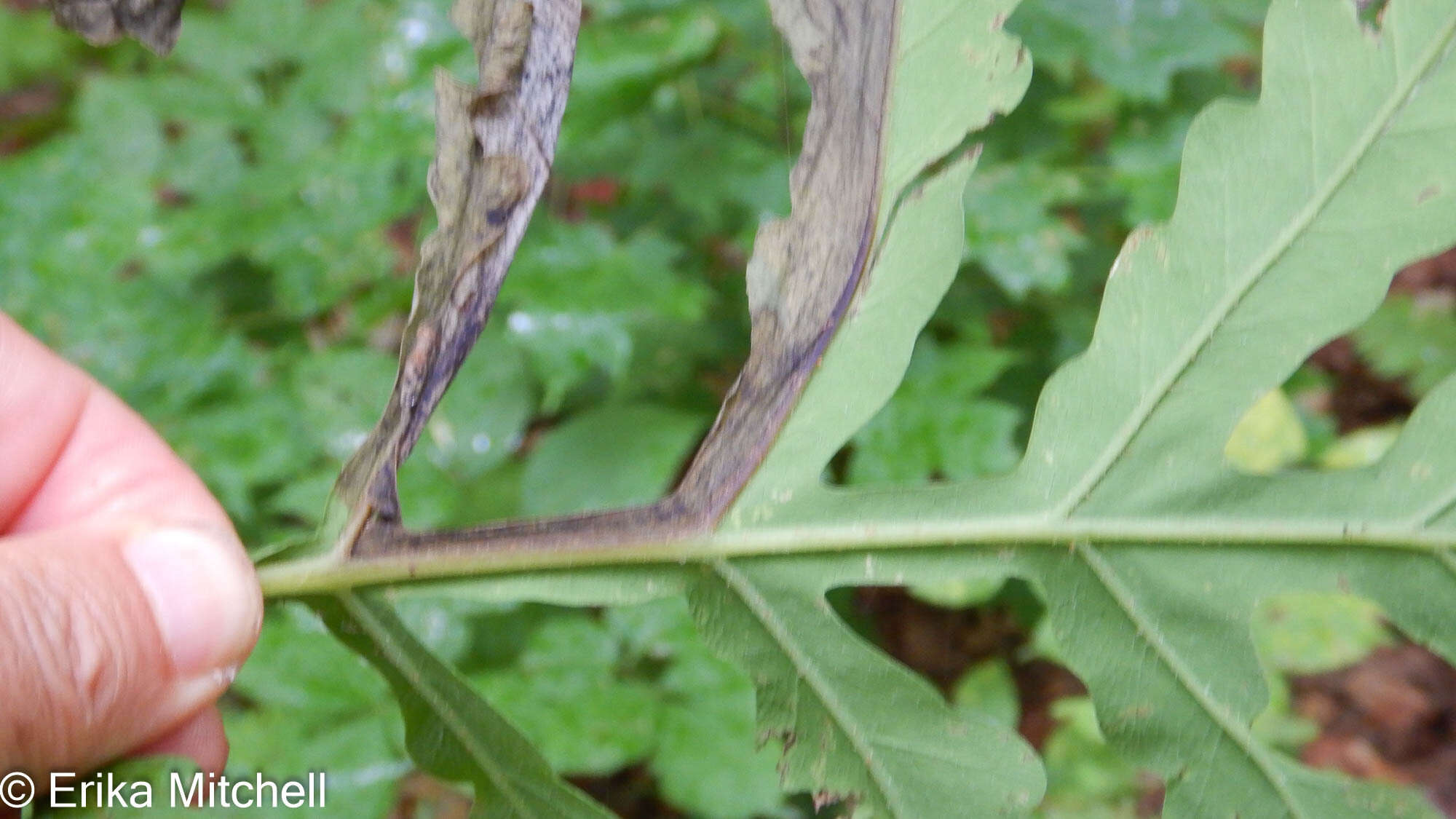 Chirosia gleniensis (Huckett 1924)的圖片