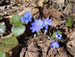 Plancia ëd Hepatica