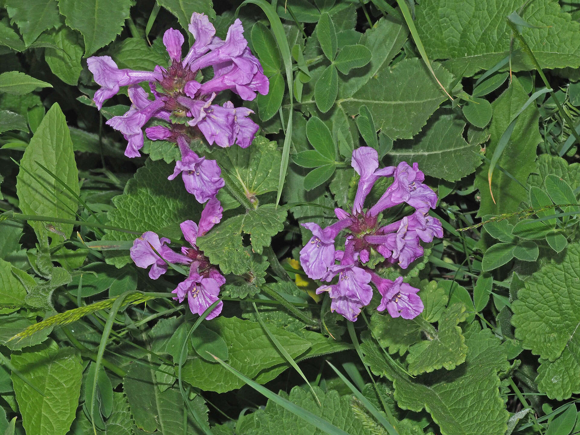 Image de Betonica macrantha K. Koch