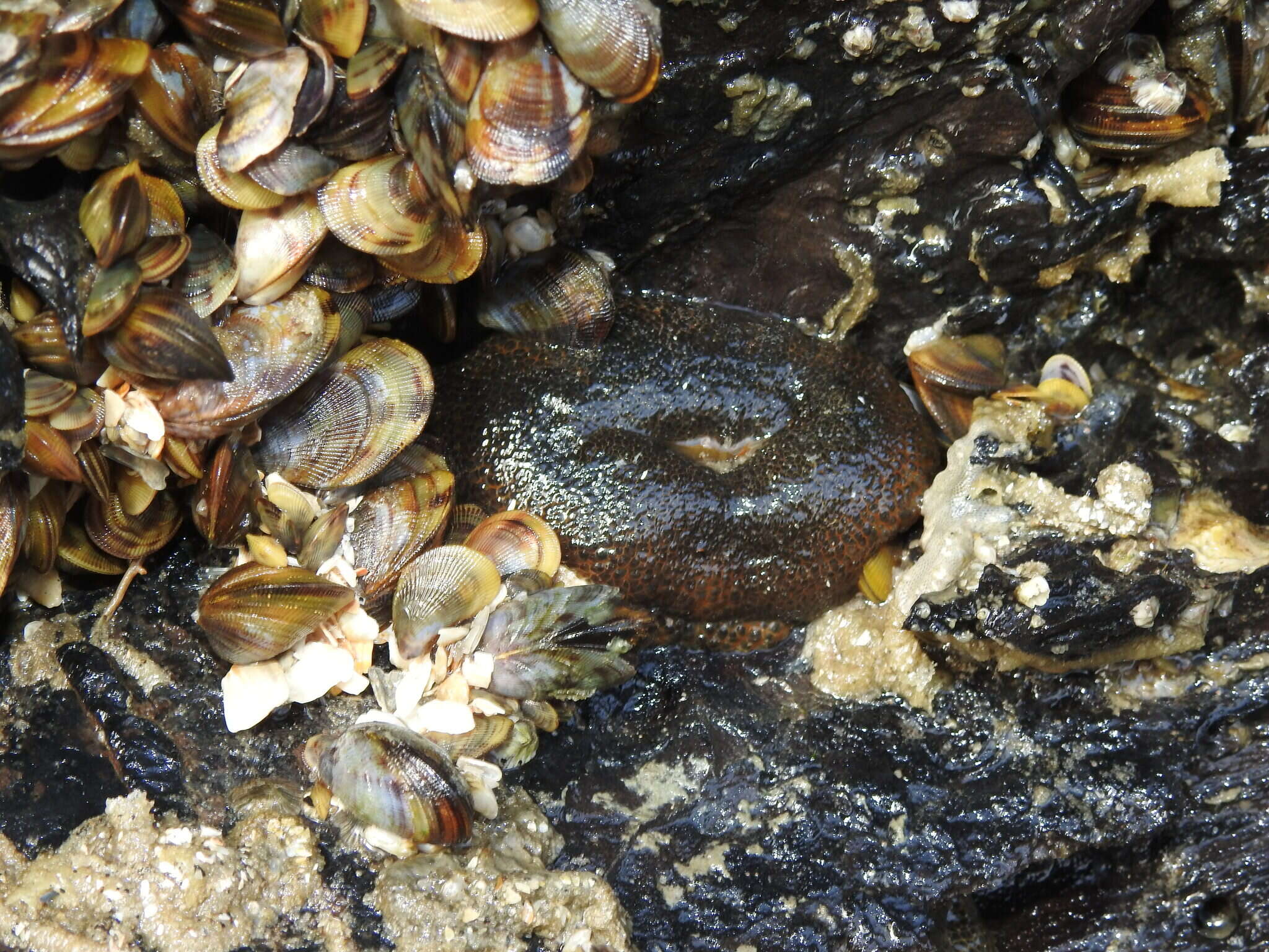 Image of Bunodosoma cavernatum (Bosc 1802)