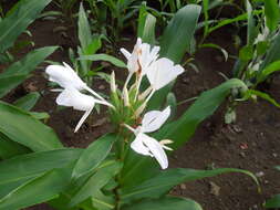 Image de Hedychium coronarium J. Koenig