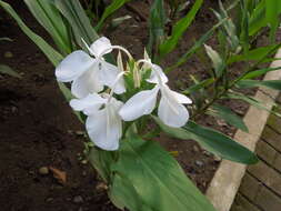 Слика од Hedychium coronarium J. Koenig