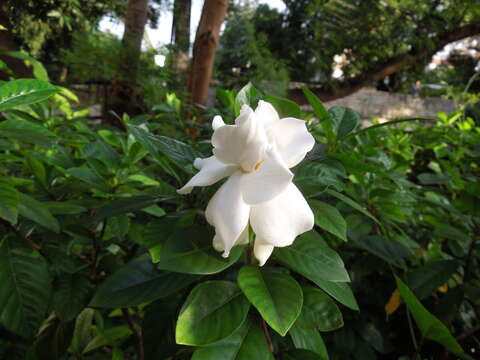 Image de Gardenia jasminoides J. Ellis