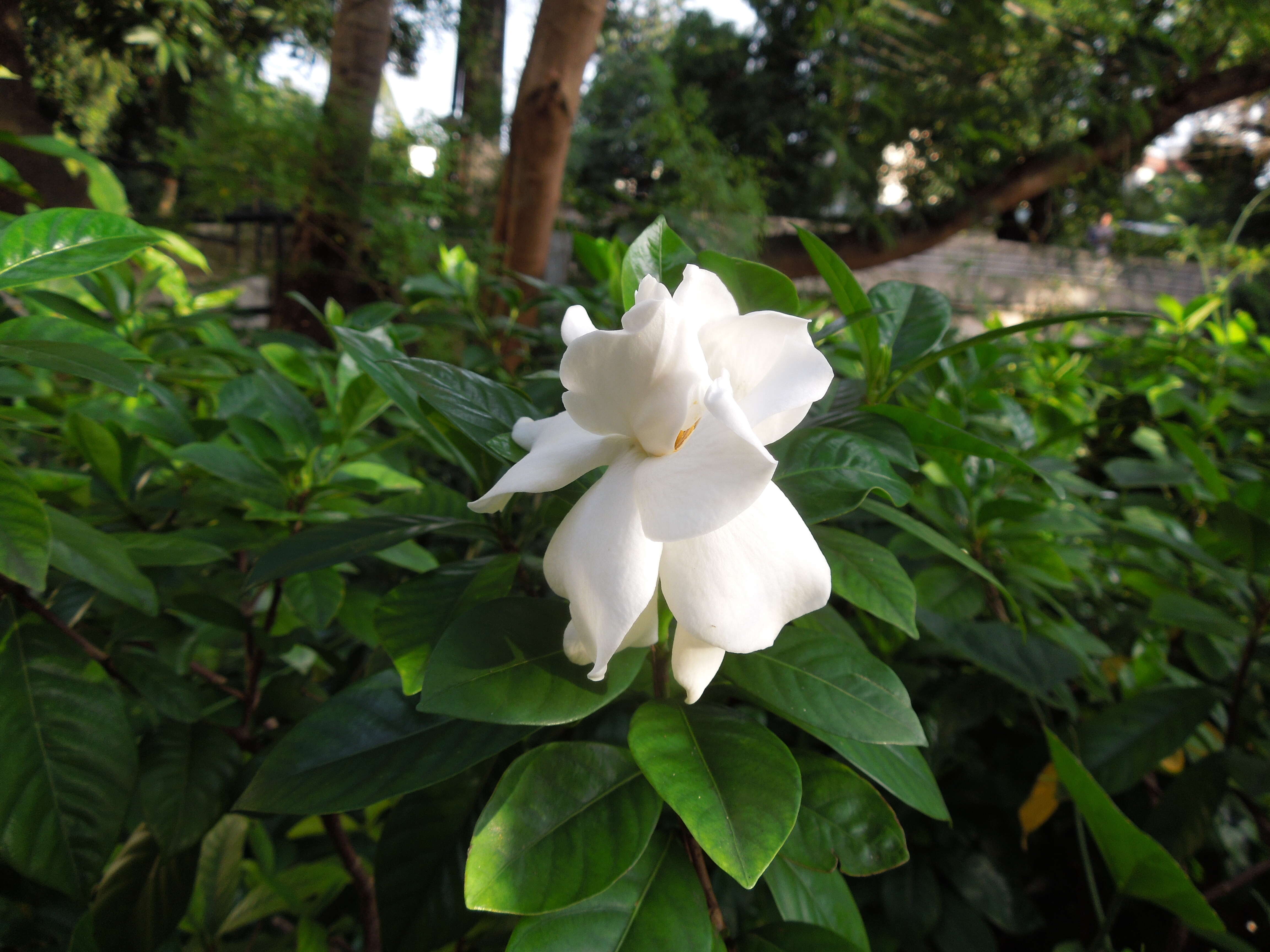 Image of Cape jasmine