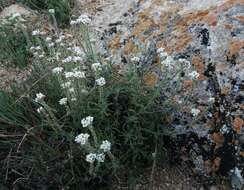 Image of Alyssum tenuifolium Stephan