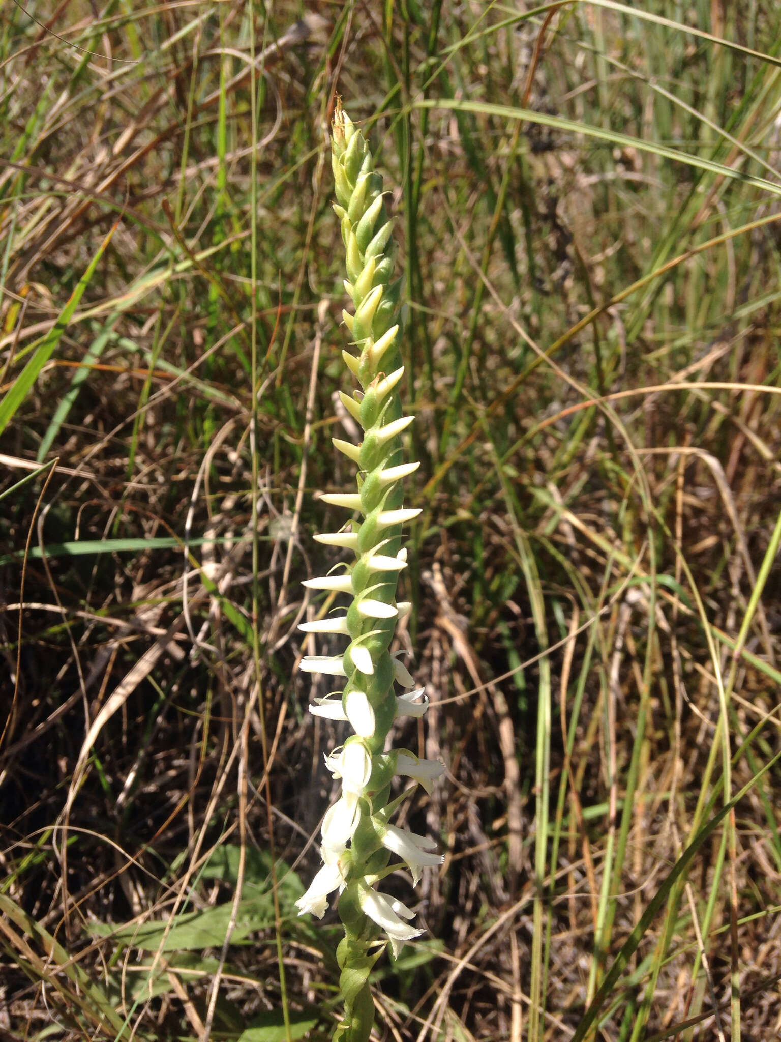 Image of Great Plains lady's tresses