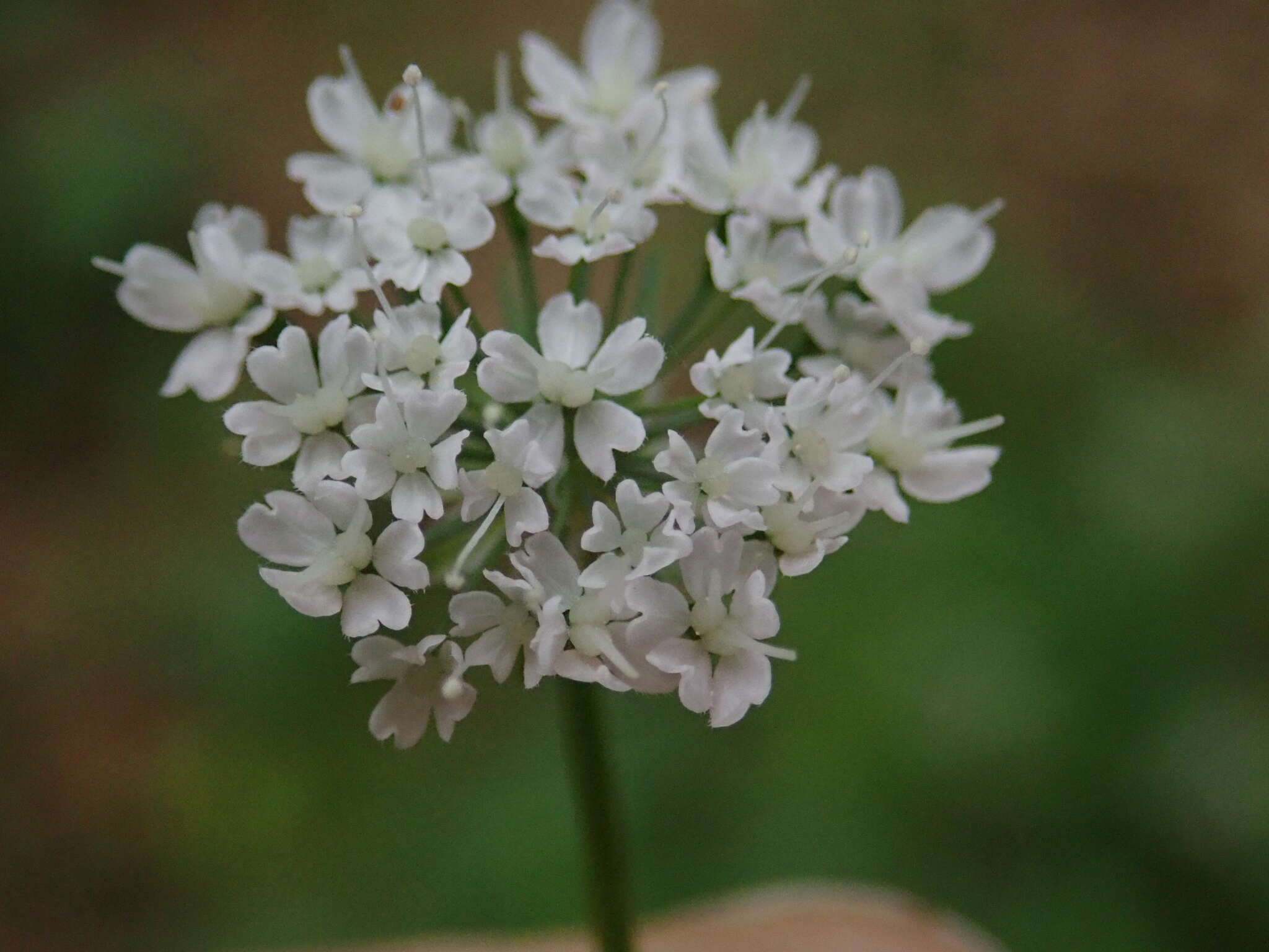 Image of Chaerophyllum hirsutum L.