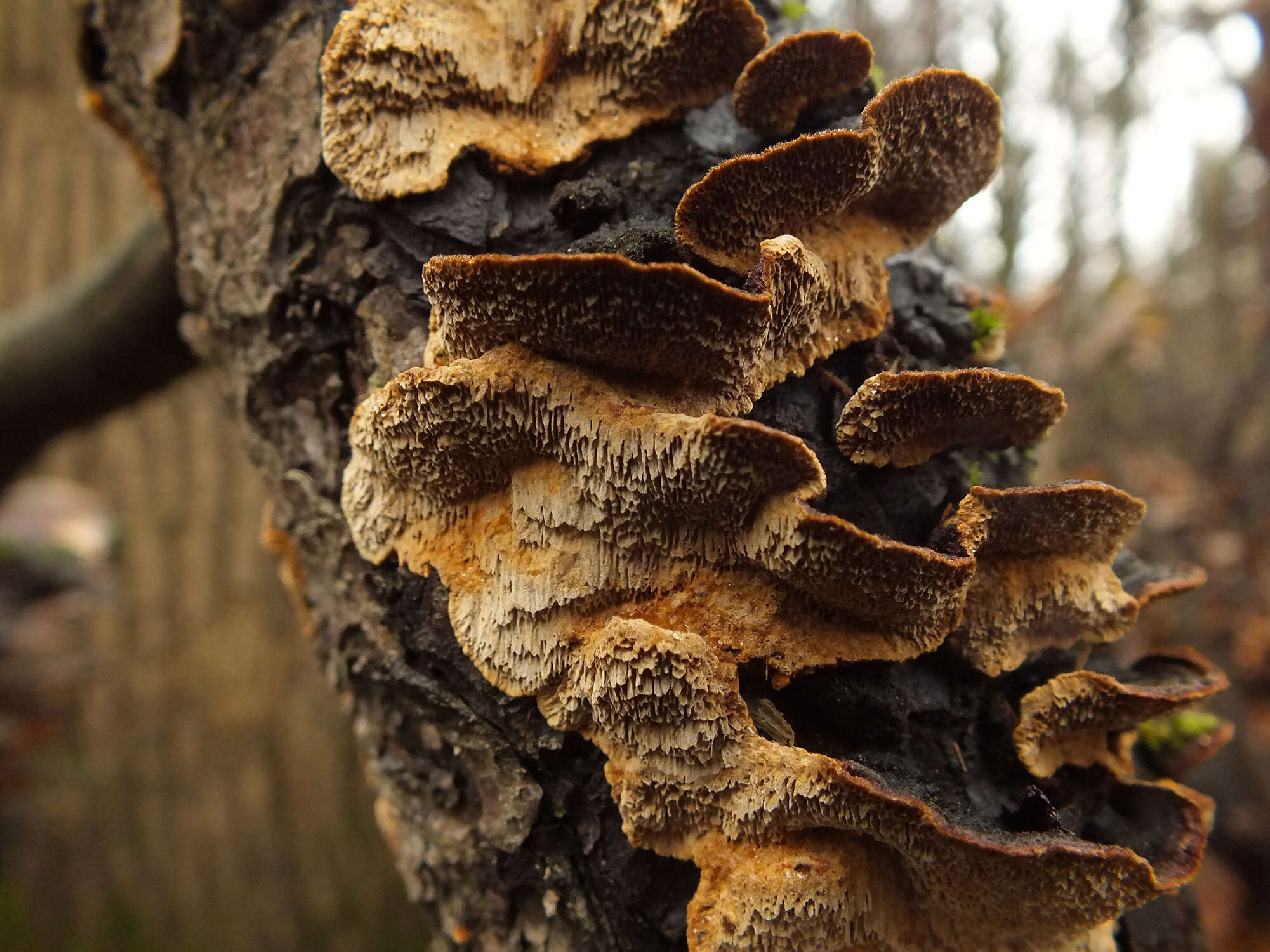 Image of Phellinus chrysoloma (Fr.) Donk 1971