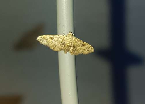 Image of Sigela Moth