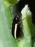 Image of Elongate Flea Beetle