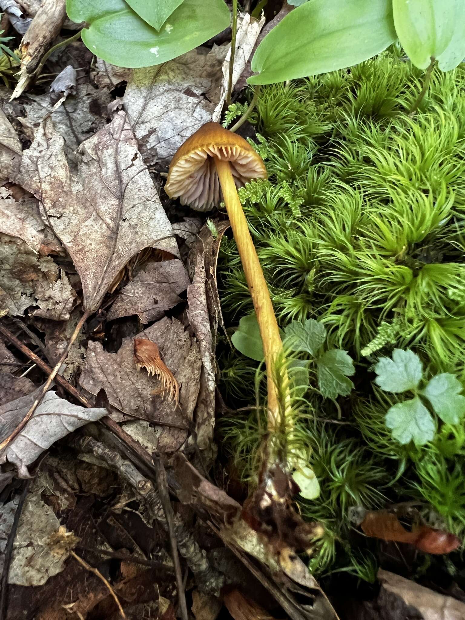 Image of Entoloma luteum Peck 1902