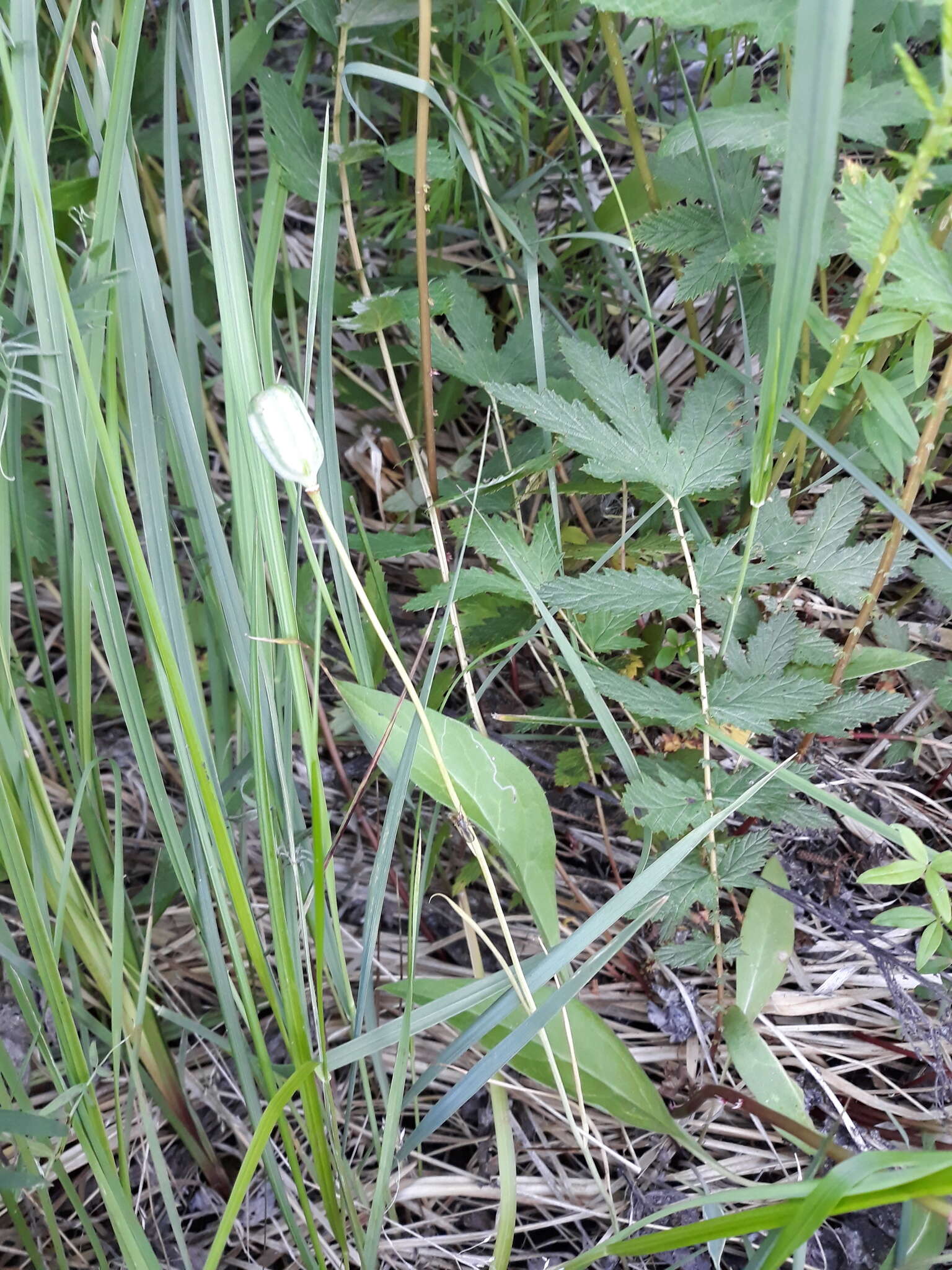 Fritillaria meleagroides Patrin ex Schult. & Schult. fil. resmi