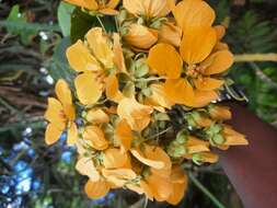 Senna bacillaris (L. fil.) H. S. Irwin & Barneby resmi