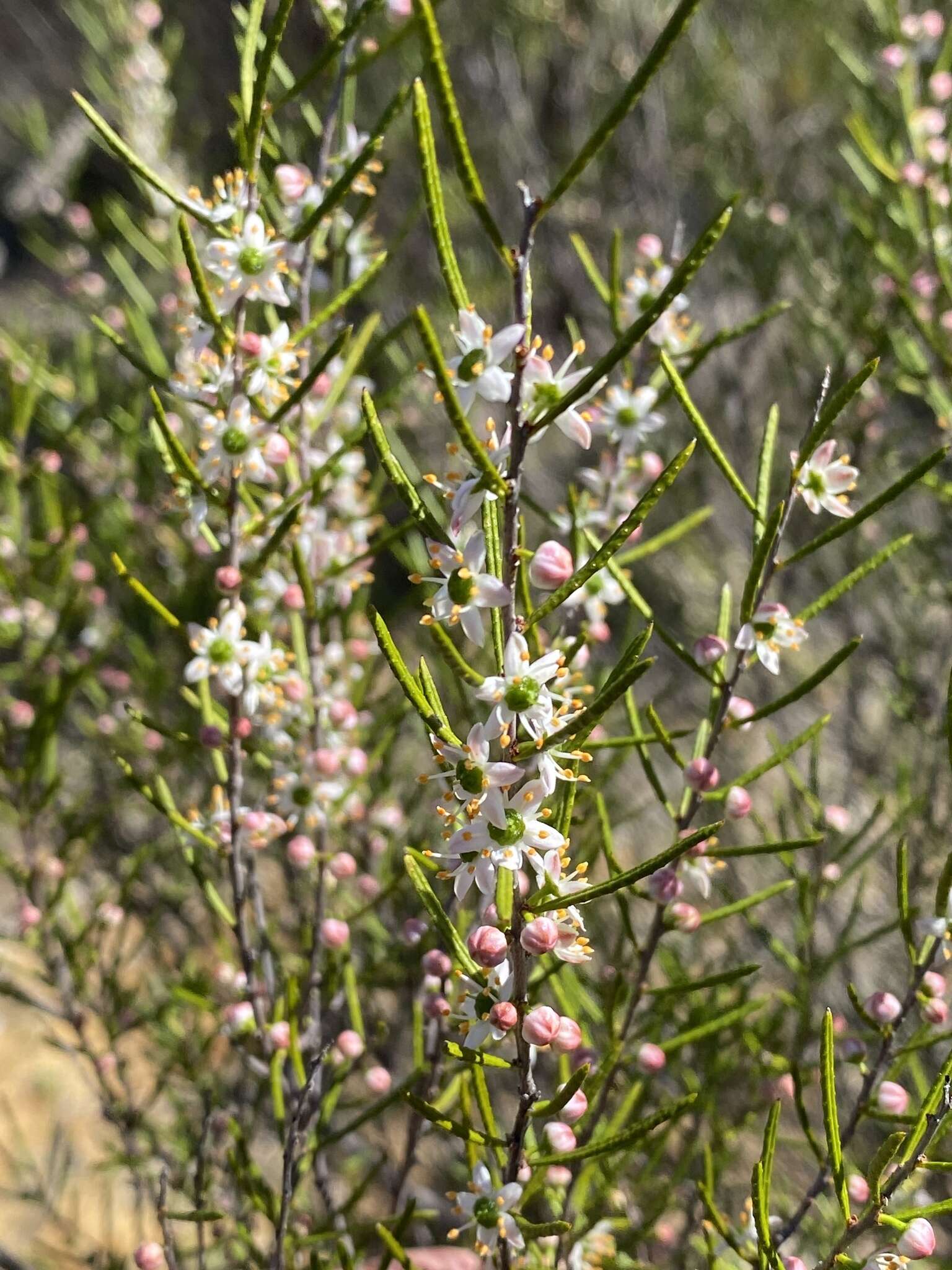 Image de Philotheca deserti (E. Pritz.) Paul G. Wilson