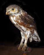 Image of Brazilian Pygmy-Owl