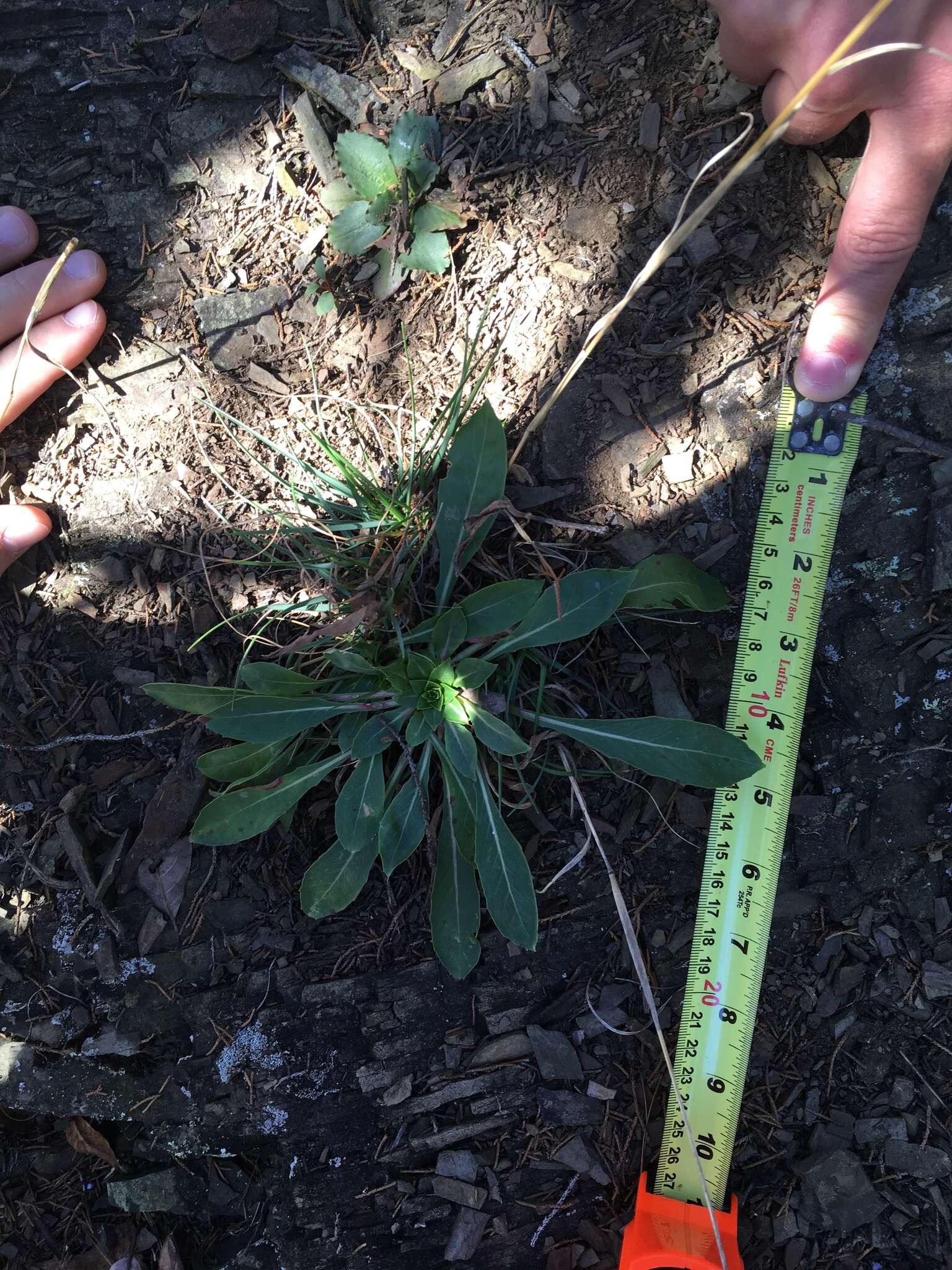 Oenothera argillicola Mackenzie的圖片