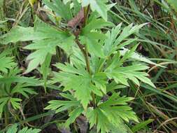 Image of Aconitum jaluense subsp. taigicola (Vorosh.) V. N. Voroshilov