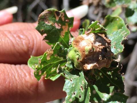 Image of Coyote Brush Bud Gall Midge