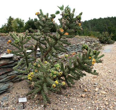 Image de Cylindropuntia imbricata (Haw.) F. M. Knuth