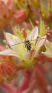 Image of Syrphid fly