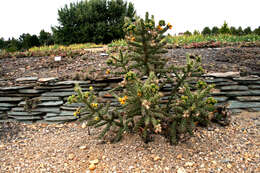 Image de Cylindropuntia imbricata (Haw.) F. M. Knuth