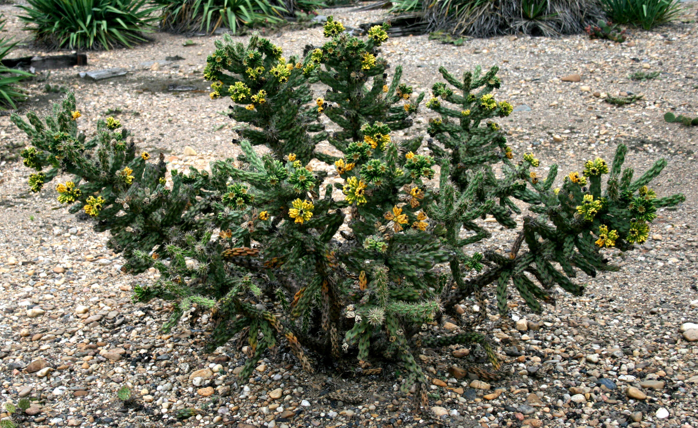 Image de Cylindropuntia imbricata (Haw.) F. M. Knuth