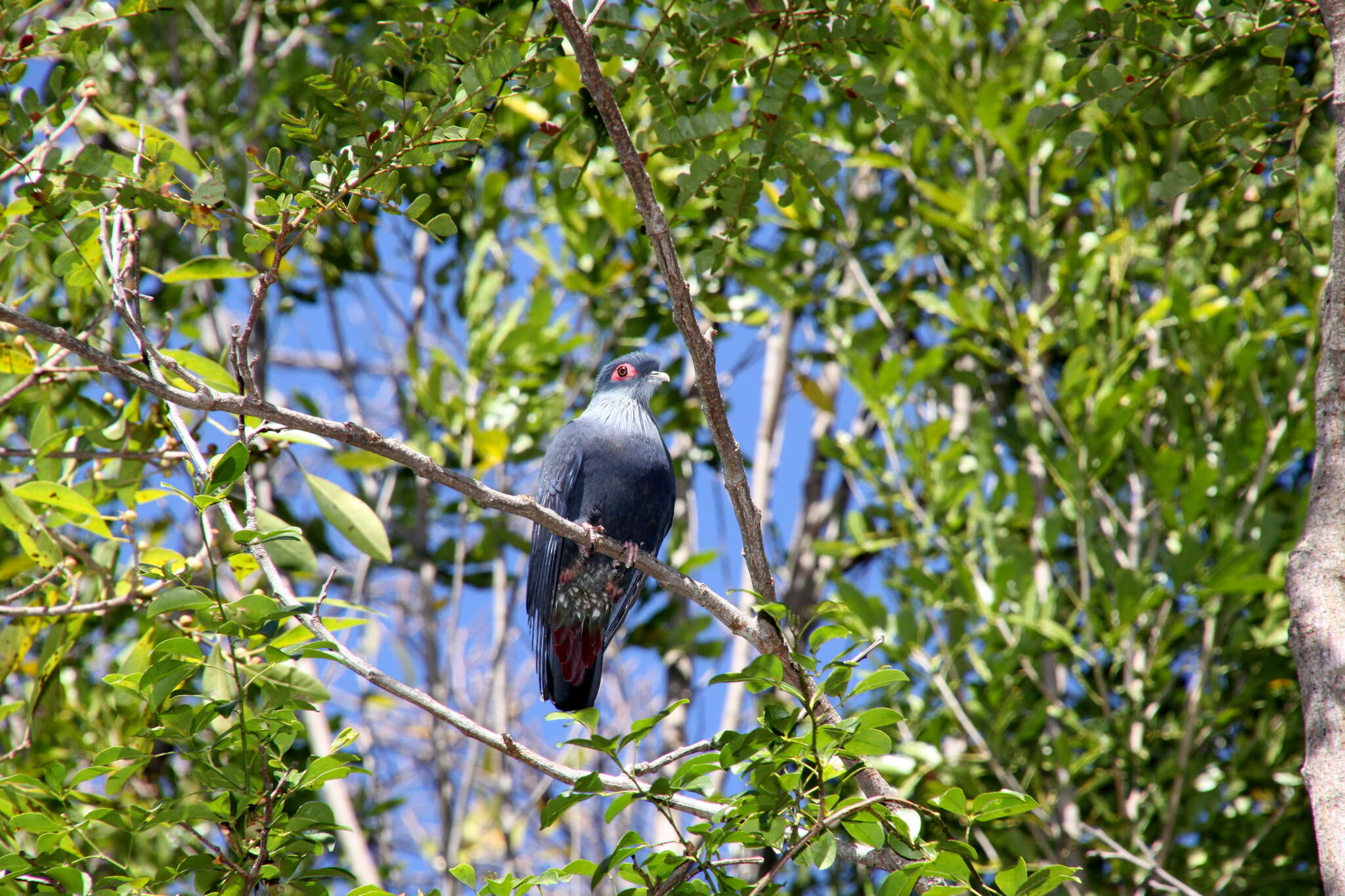 Image of blue pigeon