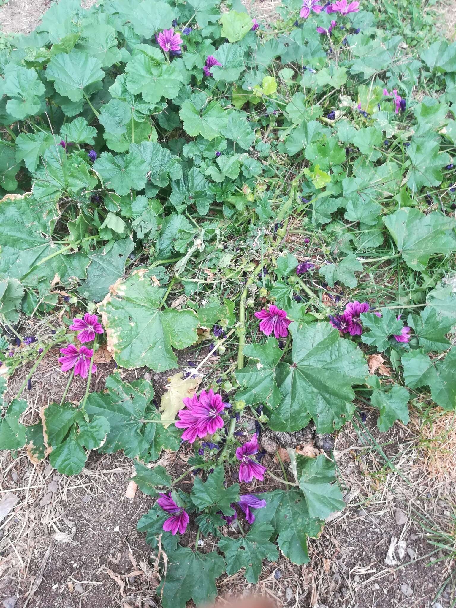 Image of Malva sylvestris var. mauritiana (L.) Boiss.