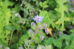 Image of borage