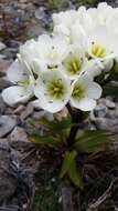 صورة Gentianella corymbifera (T. Kirk) Holub