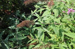 Image of butterfly-bush