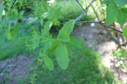 Image of European smoketree