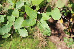 Image of European smoketree