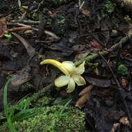 Image of Fagraea berteroana A. Gray ex Benth.