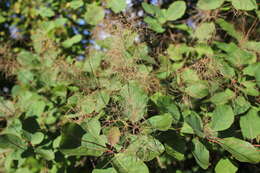 Image of European smoketree