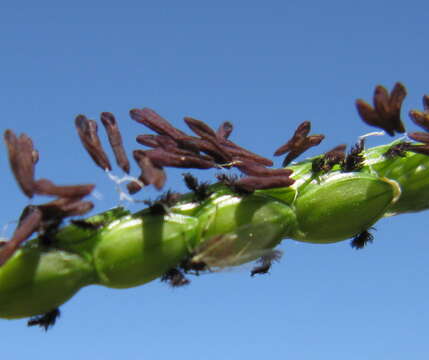 Image of Bahia grass