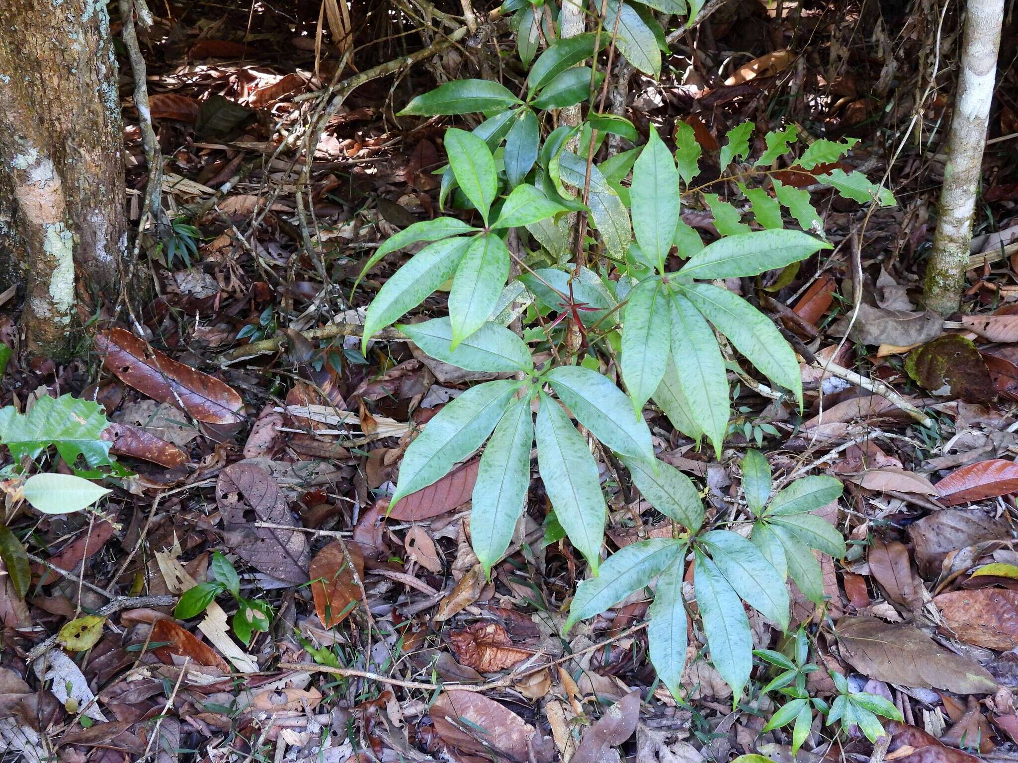 Image of Nothocissus penninervis (F. Müll.) Latiff