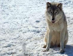 Imagem de Canis lupus nubilus Say 1823