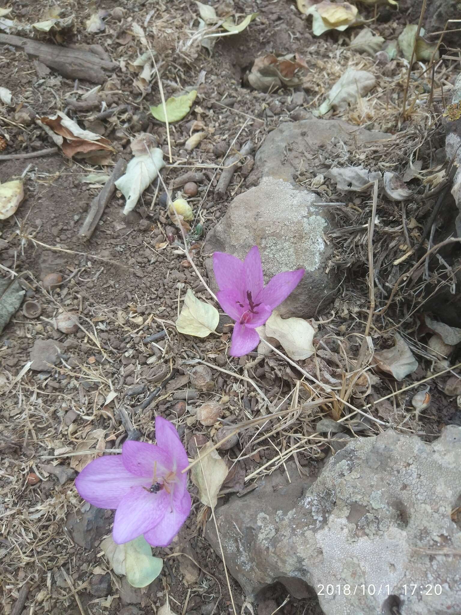 Image of Colchicum feinbruniae K. Perss.