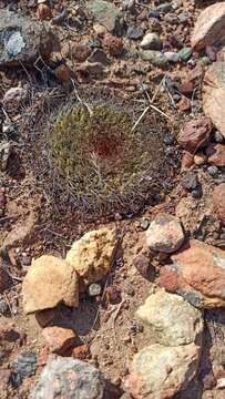 Image de Mammillaria brandegeei subsp. gabbii (J. M. Coult.) D. R. Hunt