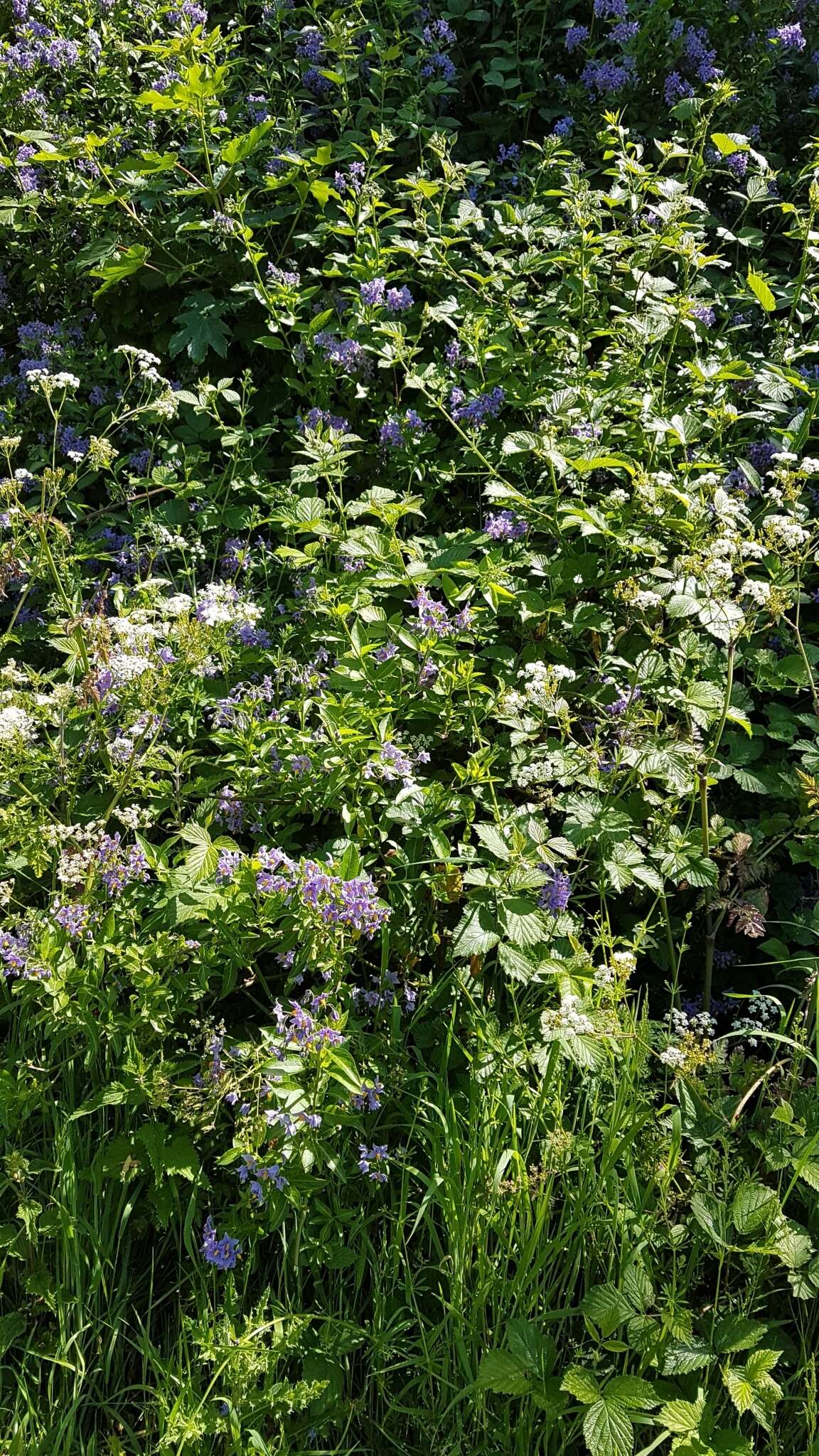 Image of Chilean Nightshade Chilean