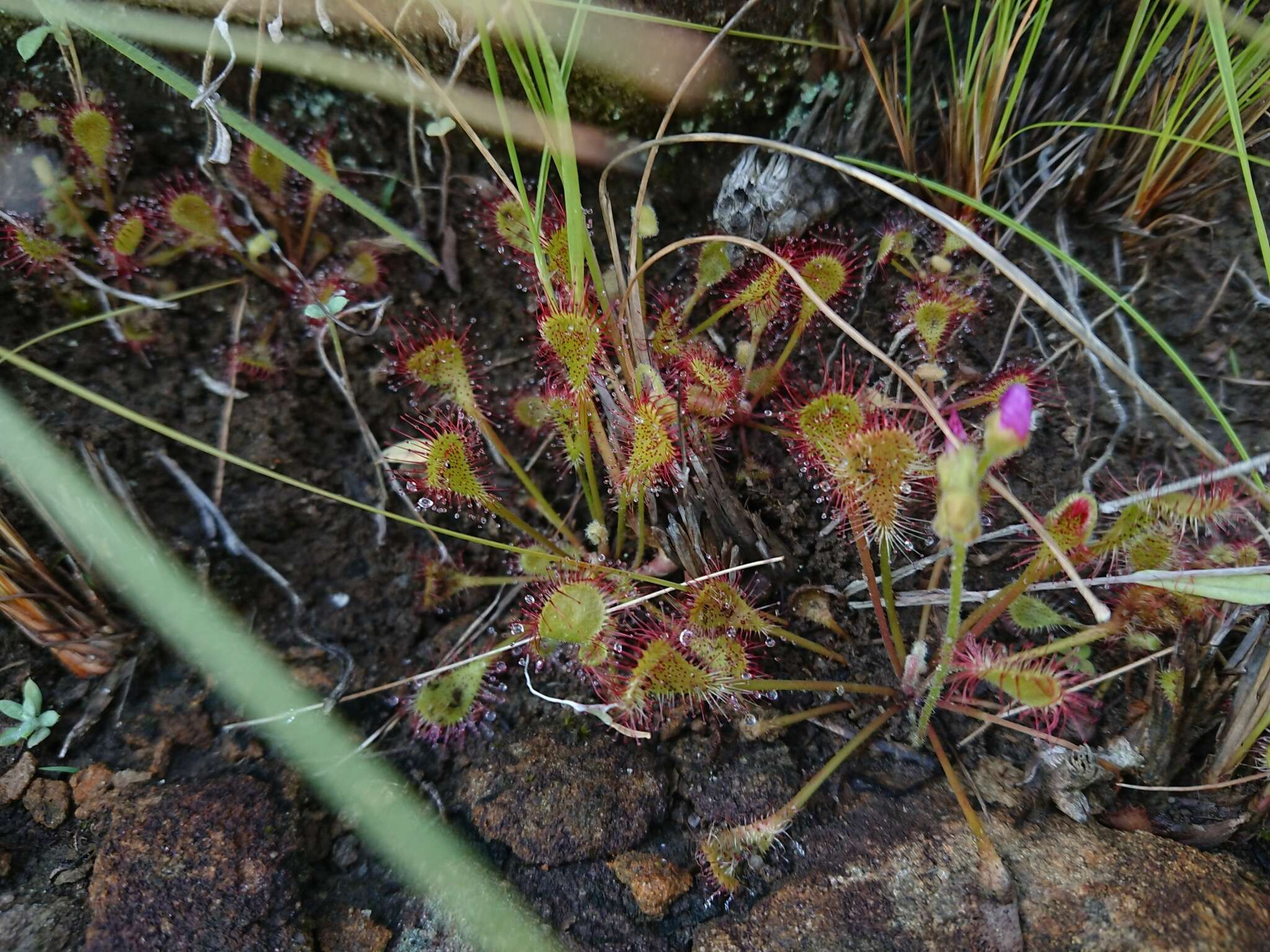 Image of Drosera collinsiae Brown ex Burtt Davy