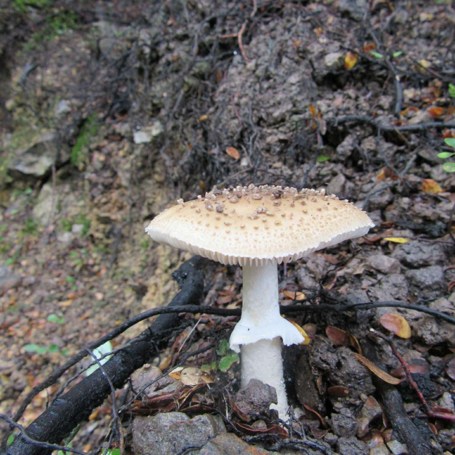 صورة Amanita australis G. Stev. 1962