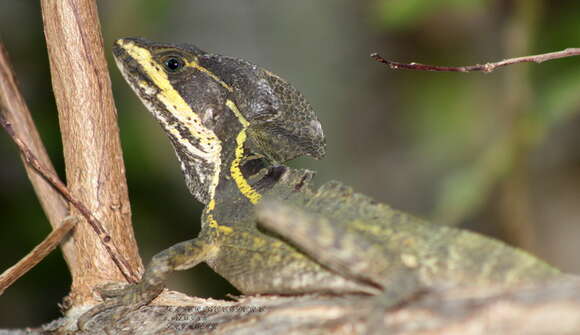 Image of Brown Basilisk